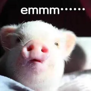 猪00002-emmm