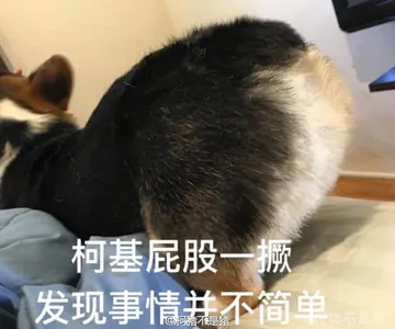 狗00025-柯基把屁股一撅发现事情并不简单